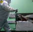 В Смоленской области повторился антирекорд по летальным исходам COVID-19 - Gtrksmol.Ru