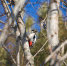 И щебетанием оживится лес... - МЧС