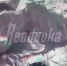 Сутками полз по земле и ел снег: фронтовая сводка на вечер 15 декабря - Readovka67.Ru