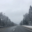 С начала 2024 года в Смоленске и области произошло 170 ДТП с дикими животными - Смоленск 2.0