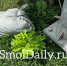 Борщевик добрался до центра Смоленска - SmolDaily.Ru
