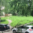 В центре Смоленска дерево рухнуло на машину - О чём Говорит Смоленск