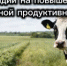 Информационное сообщение о проведении отбора получателей на право получения субсидии на возмещение части затрат на повышение продуктивности в молочном скотоводстве в 2026 году - Министерство сельского хозяйства и продовольствия
